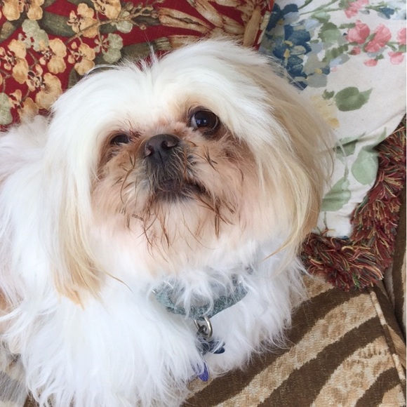 Meet your Posher, Jen - Picture 2 of 11